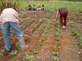 cultivo de habichuelas