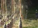 Diet Coke and Mentos