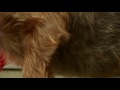 Dog Grooming : How to Groom a Yorkshire Terrier