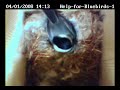 Chickadee incubating eggs 04-01-2008