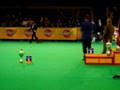 videos de Eurodogshow Kortrijk 2008 - Best in Show - Part 1