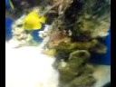 My 350 Trigon Marine Aquarium