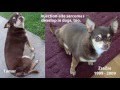 The Dark Side of Pet Vaccination The Dark Side of Pet Vaccination