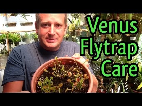 how to fertilize a venus fly trap