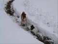 A Bichon Frise (Max) puppy is playing with a 3 year old Shiba Inu in the snow.