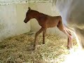 Arabian foal. First time standing.