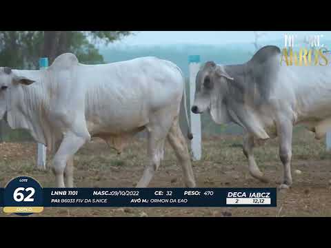 4� DE OLHO DA FAZENDA NELORE AKROS