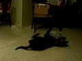 acd and lab play acd and lab play