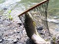 Wild Monster Brown trout West Virginia 28 inches 7 LBS Wild Monster Brown trout West Virginia 28 inches 7 LBS