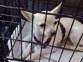 Talking chihuahua