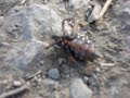 El insecto / The insect