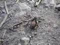 El insecto / The insect