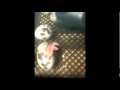 Hatching Quail 2012
