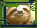 videos de Cute and Funny Aninals- Revised