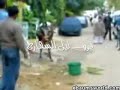 ثور صال عليه وركب راسه وقرب منه هالمسكين مسوى فيها رامبو