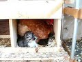 Chicken hatches Kittens Chicken hatches Kittens