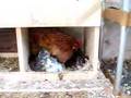 Chicken hatches Kittens