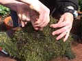 Stepable Topiary