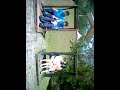 video 00049
