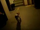 Sammy the Shit Tzu ignoring me
