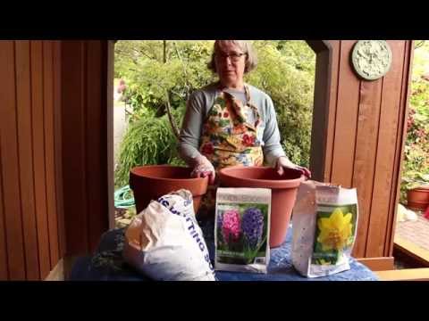 how to replant potted daffodils
