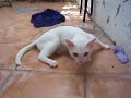 Drunk Sedated Drugged Cat
