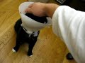Kitten cone licking
