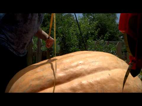 how to fertilize giant pumpkins