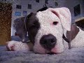Pitbull Staffordshire Shadow Baby Welpe Pitbull Staffordshire Shadow Baby Welpe