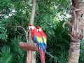 Guacamayas