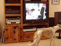 Whippet watching Whippets on TV