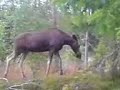 Elg og kalv Moose and offspring