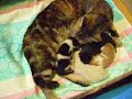 Ba�o de gatitos