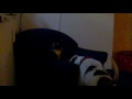 Wenn Hund die Katze nervt...