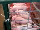 OMG Piggies! (Part 2)