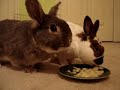 Bunny Binkies Bunny Binkies