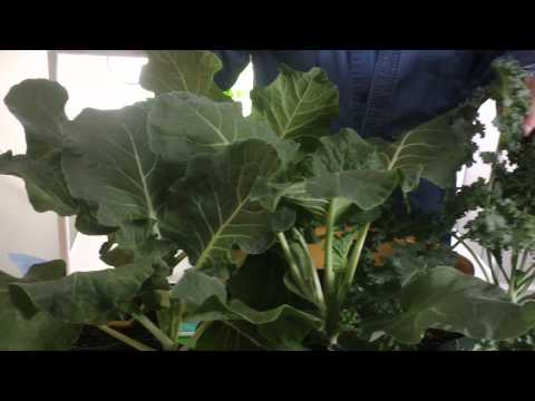 how to harvest dwarf kale
