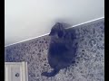 ZIO LUCA E WISKY CHE GIOCA ZIO LUCA E WISKY CHE GIOCA
