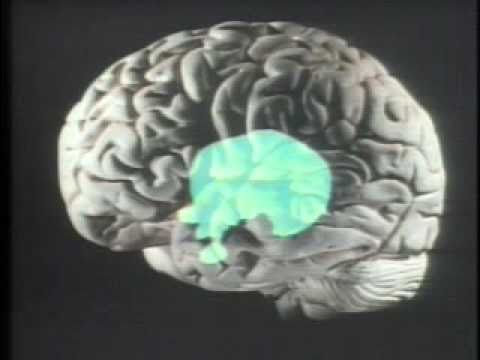 The Brain of an Autistic child + Temple Grandin