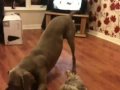 Yorkie vs weim vs fleece