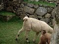 chasing wild lamas in Macchu Picchu
