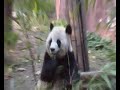 Panda @ Chengdu Sichuan China