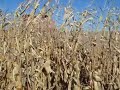 inside the cab of a case ih 7010, plus some action shots of it pushing a 12 row corn head in 220 bushel corn.