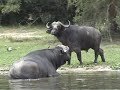 Murchison Falls N.P. - Uganda