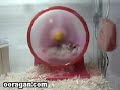 Stupid Mouse