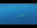 14ft Hammerhead Shark Midnight Lump 14ft Hammerhead Shark Midnight Lump