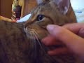 Mon chatton doré