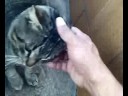 gato falante gato falante
