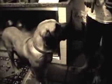 fila brasileiro