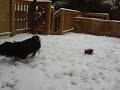 More Snowy Havs More Snowy Havs